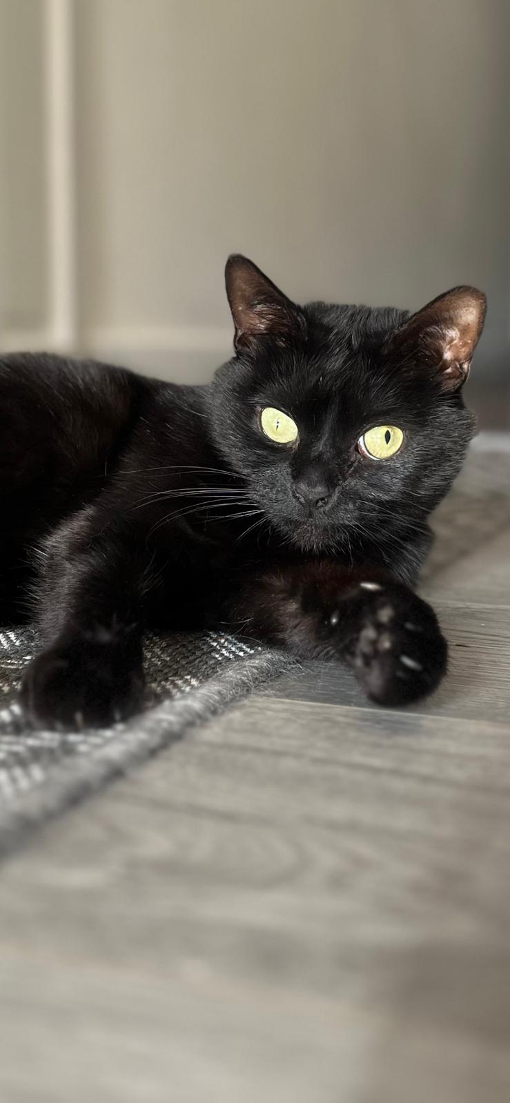 Happy pet (placeholder)